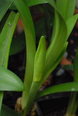 Amaryllis2013 004yy.jpg