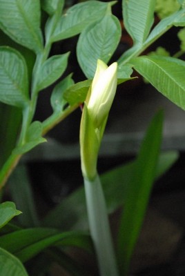 Amaryllis2013 002yy.jpg