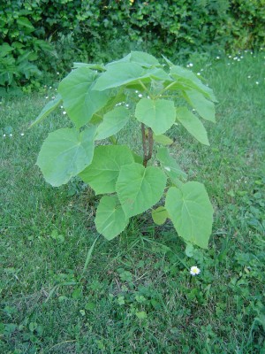 Blauglockenbaum.jpg