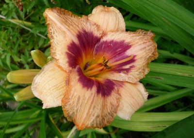 T. Wineberry Candy.JPG