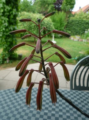 Blüte haworthia.JPG