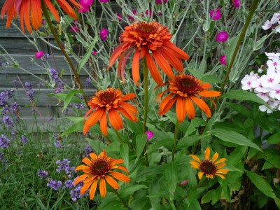 Echinacea Hot Papaya.JPG