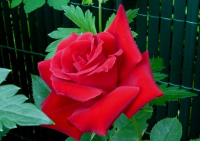 Kletterrose Rhön.JPG