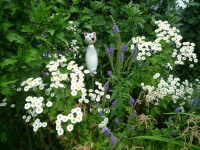 römische Kamille.JPG