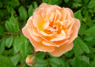 Ghislaine de Feligonde.JPG