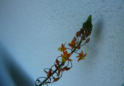 Bulbine f..JPG