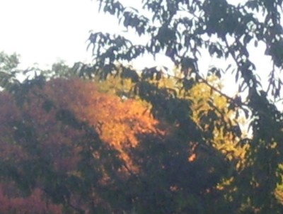 prr.jpg