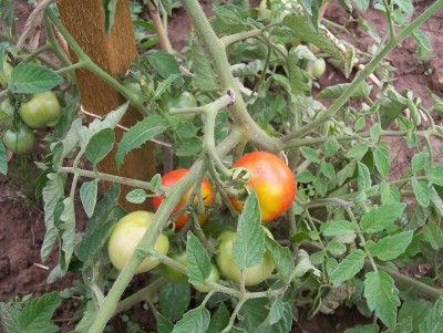 2013-08-09 - Pflanzen 028.jpg