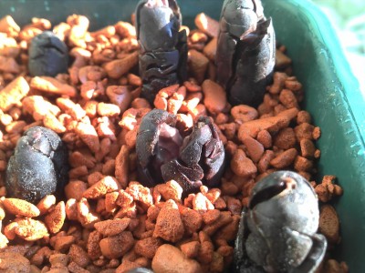 10.08.13 leicht geöffnete Bohne.jpg