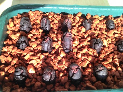 10.08.13 Seramis II.jpg