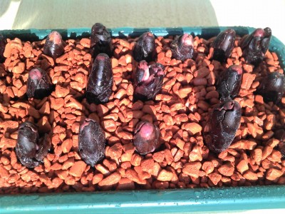 10.08.13 Seramis I.jpg