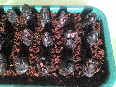 10.08.13 Kokohum.jpg