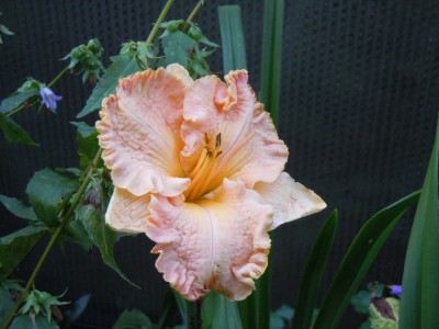 inherited wealth.JPG