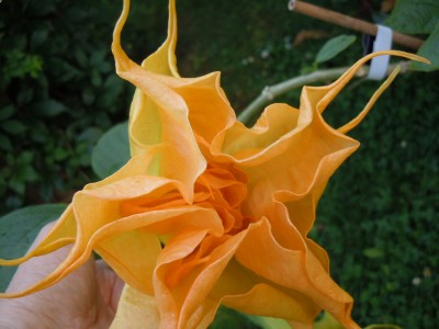 bergzauber1.JPG