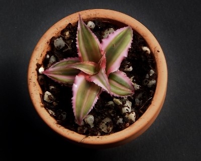DSCF6802 (400x321).jpg