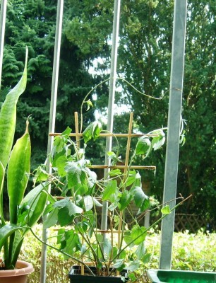 Ipomoea platensis.JPG