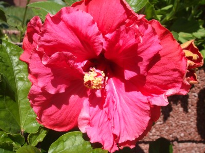 Tah.Tropical Rose.JPG