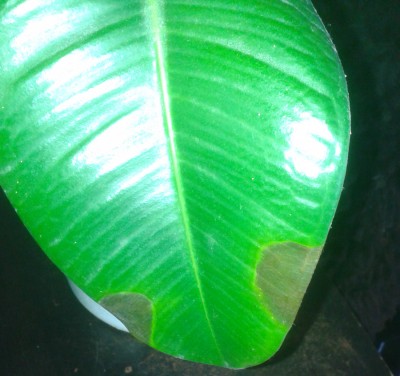 Ficus1.jpg