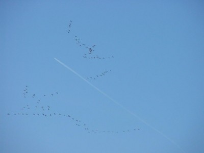 Zugvögel okt07.jpg