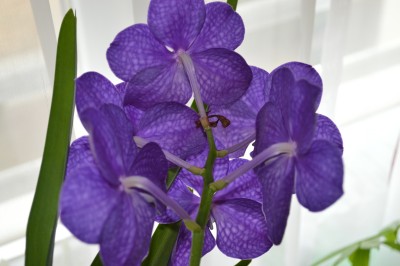 vanda.JPG