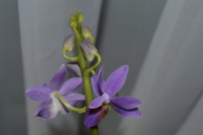 Doritaenopsis Purple Gem Aida.JPG