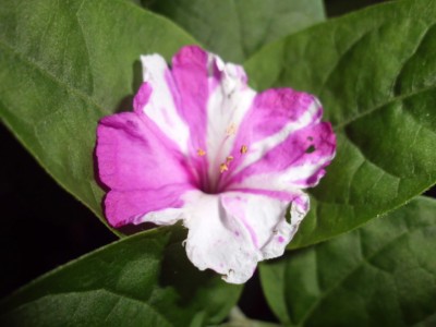 DSCI0878.JPG