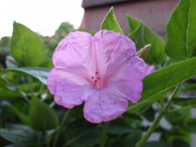 DSCI0882.JPG