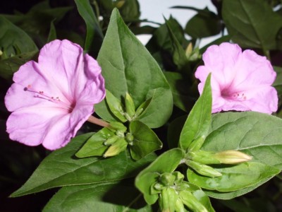 DSCI0856.JPG