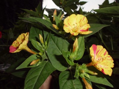 DSCI0848.JPG