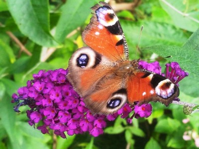 Butterfly.jpg