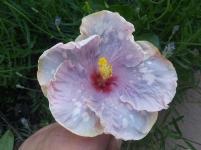 20130614_191523.jpg