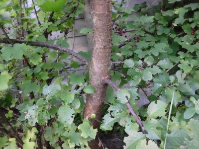 2013-08-10_20-19-30.JPG
