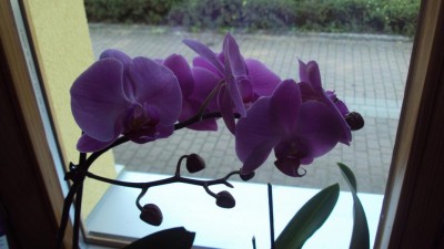 K800_20130811 Orchidee.JPG