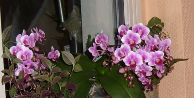 Phal..JPG