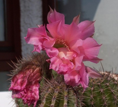 2013-08-09 - Pflanzen 002b.jpg