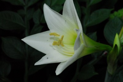 Amaryllis2013 008yy.jpg