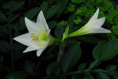 Amaryllis2013 006yy.jpg