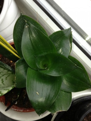 Welche Sansevieria.jpg