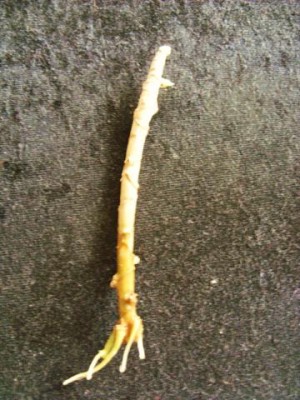 Photo1.jpg