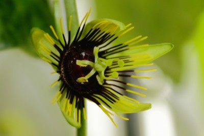 Passiflora Manta.JPG
