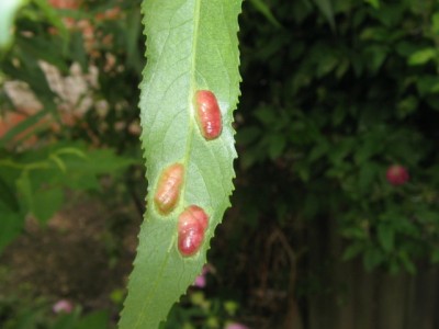 Seltsames an Weide 005.JPG