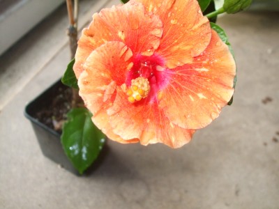DSCF1354.JPG
