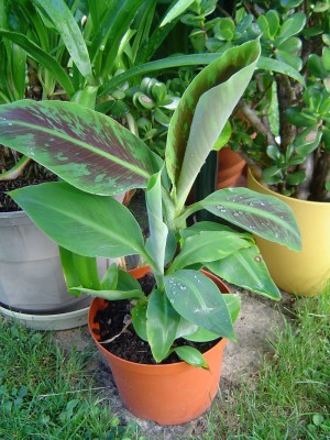 Banane.jpg