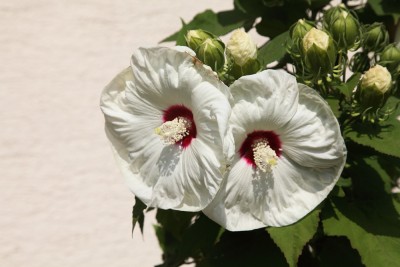 IMG_6994.JPG