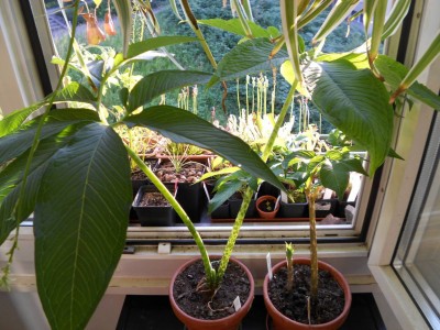 Amorph&amp;Typhonium Juli13k.JPG