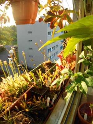 Fenstersims Juli13(3)k.JPG