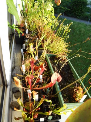 Fenstersims Juli13(2)k.JPG