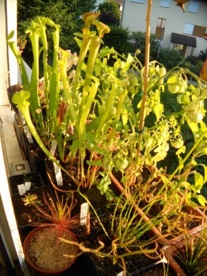 Fenstersims Juli12(1)k.JPG