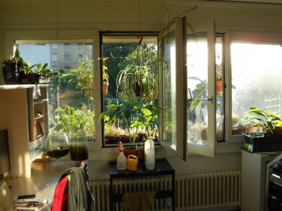 Pflanzen Zimmeraussicht Juli13k.JPG