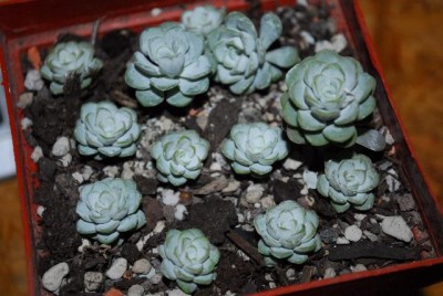 Sedum 020yy.jpg